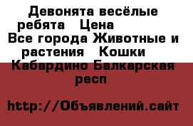 Девонята весёлые ребята › Цена ­ 25 000 - Все города Животные и растения » Кошки   . Кабардино-Балкарская респ.